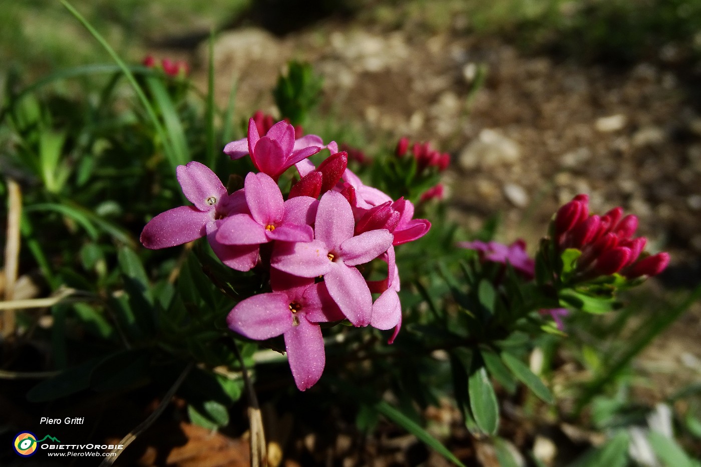 71 Dafne odorosa (Daphne cneorum) in fiore e in bocciolo!.JPG -                                